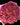 Rosas