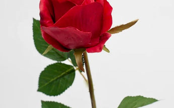 Rosas Miami - Frescas Premium Entrega Hoy