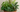 Plantas y Follajes - Decoración Natural Miami