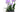 Orchids, experience the beauty and freshness of nature with our Orchids. Transform any space into a lush oasis with our stunning Orchids. plants and flowers to decorate the home or office. Doral Roses Miami