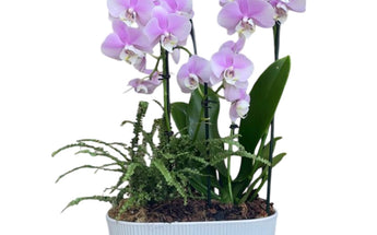 Orchids, experience the beauty and freshness of nature with our Orchids. Transform any space into a lush oasis with our stunning Orchids. plants and flowers to decorate the home or office. Doral Roses Miami