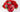 Celebrate Christmas with flowers and bouquets designed to add a touch of festive cheer to every room. Our Doral Roses Miami Christmas Collection brings back our favorite vacation memories, home delivery Miami, Doral Roses Miami