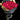 Rosas rojas frescas de 12 a 200 unidades en Miami. Bouquets atados a mano con empaque hermoso. Entrega el mismo día en Doral.
