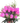 24 Rosas Fuscias en Jarrón Doral - Bouquet Vibrante Entrega Hoy Miami