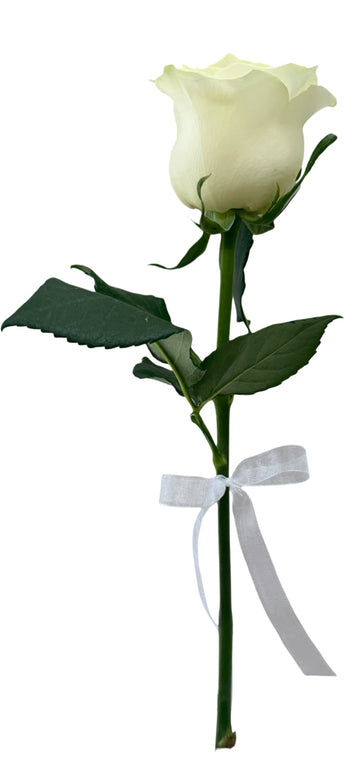 Rosa blanca fresca por unidad, flor elegante con tallo y hojas verdes, ideal para regalar o decorar en Miami.