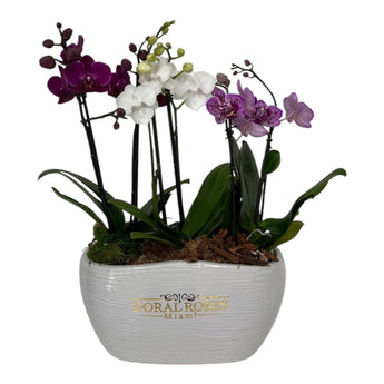 Orquídea phalaenopsis moteada de tallo alto en maceta cuadrada efecto mármol blanco con lazo blanco