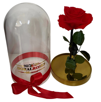 Rosas rojas eternas premium en cúpula de cristal, preservadas y decorativas, ideales para regalos y decoración elegante en interiores