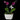Orquídea magenta natural en maceta blanca, arreglo floral especial con dos tallos, en una maceta dorada.
