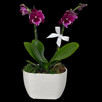 Orquídea magenta natural en maceta blanca, arreglo floral especial con dos tallos, en una maceta dorada.