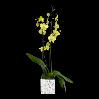 Orquídea natural amarilla presentada en una maceta cuadrada blanca con vetas decorativas de estilo mármol.