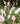 Rosas tulipán de lujo de Doral Roses Miami en un jarrón con flores frescas y coloridas, vista en primer plano.