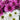 Ramo de flores mixtas sorpresa Miami de Doral Roses Miami, arreglo floral colorido para el día