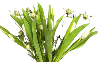 Tulipanes frescos en paquete de 10 flores individuales de Florist in Doral, entregas el mismo día en Miami.