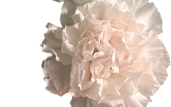 Claveles frescos Doral, flores tradicionales para ceremonias, entregados hoy en Miami, por Doral Roses Miami