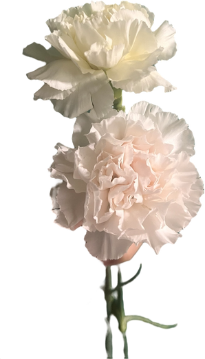 Claveles frescos Doral, flores tradicionales para ceremonias, entregados hoy en Miami, por Doral Roses Miami