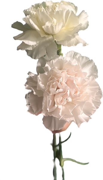 Claveles frescos Doral, flores tradicionales para ceremonias, entregados hoy en Miami, por Doral Roses Miami