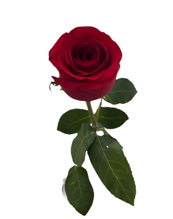 Rosa individual fresca de Doral Roses Miami, flor elegante para entrega en Doral Florida, floristería de confianza.