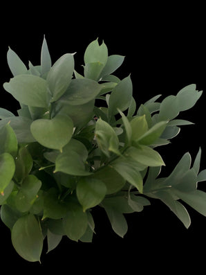 Follaje decorativo Ruscus de Doral Roses Miami, ideal como acompañamiento en arreglos florales, en tonos verdes y frondosos.