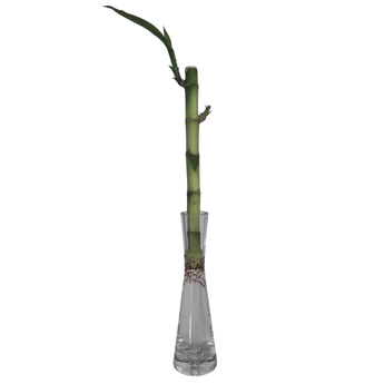 Planta Bambú Doral Miami - Bambú Natural Decorativo Entrega Hoy