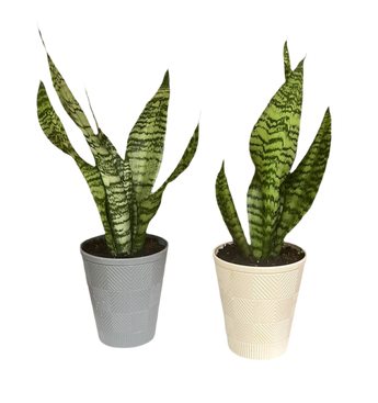 Planta Sansevieria o Lengua de Suegra de Doral Roses Miami, planta de interior con hojas largas y verdes en maceta.