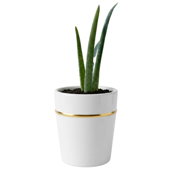Mini plantas de suculentas y sábilas en macetas decorativas, ideal para regalo, de Doral Roses Miami.