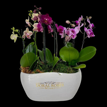 Jardín de orquídeas magenta y moteadas de lujo, con flores vibrantes y elegantes en un arreglo floral.