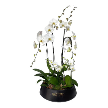 Orquídea en planta phalaenopsis blanca en maceta cuadrada efecto mármol blanco