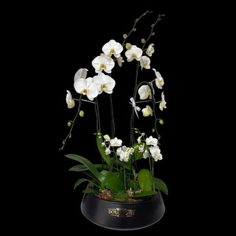 Ramo de orquídeas blancas en el Jardín Moonlight, flores elegantes y sofisticadas para entrega en Doral y Miami
