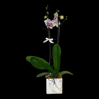 Orquídea Freckles con flores salpicadas en maceta con efecto mármol, planta ornamental elegante, ideal para decoración interior.