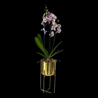 Orquídea moteada Golden en maceta dorada, arreglo floral elegante con flores exóticas en maceta decorativa dorada.