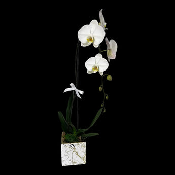 Orquídea blanca natural en maceta elegante, planta decorativa de flores blancas, ideal para decorar espacios con estilo en Miami