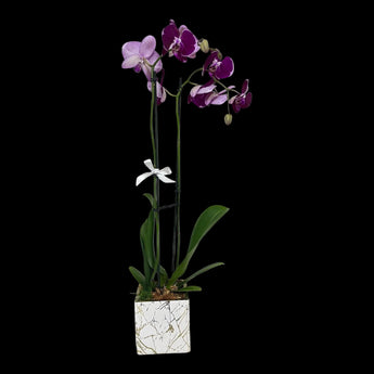 Orquídea morada con base de mármol morado en arreglo floral vertical, ideal para decoración elegante en Miami.