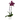 Orquídea Purple Marble