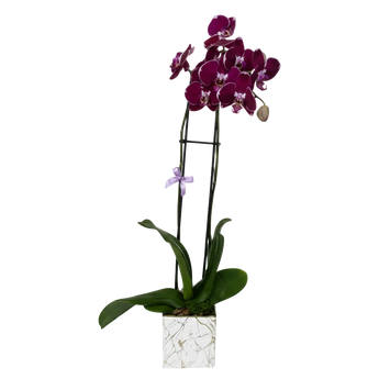 Orquídea Purple Marble