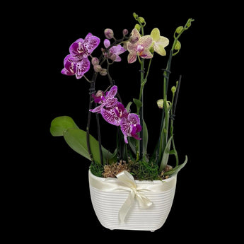 Rincón con orquídeas moradas y moteadas en un jardín, ideal para regalo, con flores naturales y vibrantes.