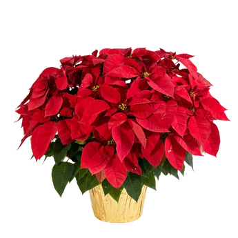 Poinsettia de Navidad de Doral Roses Miami, planta con hojas rojas y verdes, perfecta para regalos navideños en Miami.