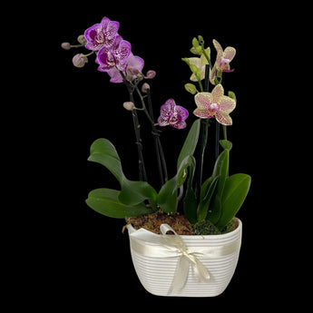 Jardín Aurora de orquídeas moteadas, plantas naturales en maceta, ideal para regalo, entregadas a domicilio en Doral y Miami
