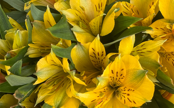 Alstroemeria Miami - Flores Duraderas Delicadas Entrega