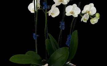 Plants