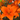 Lirios - Lilies Miami Flores Elegantes Fragantes