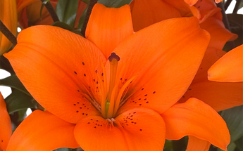 Lirios - Lilies Miami Flores Elegantes Fragantes