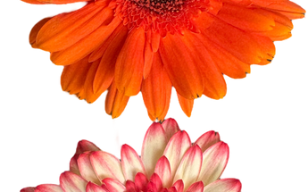Gerberas Miami - Flores Coloridas Alegres Entrega Hoy
