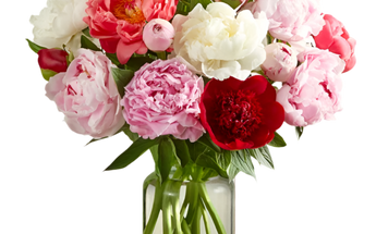 Peonías - Peonies Miami Flores Sofisticadas Románticas