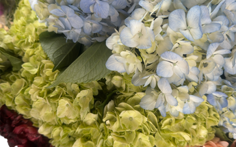 Hortensias Miami - Flores Voluminosas Elegantes Entrega