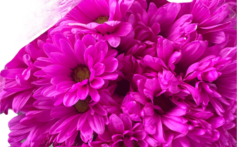 Margaritas - Daisies Miami Flores Frescas Naturales