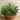 Plantas y Follajes - Decoración Natural Miami