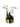 Fabulosa - Arreglo de Orquídeas Grande