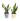 planta sancibiera