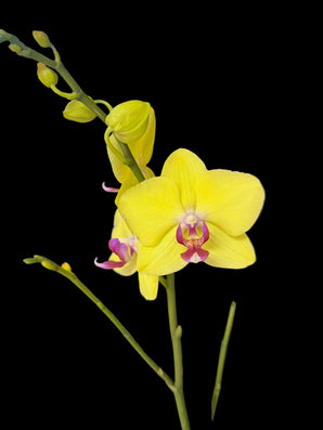 Orquídeas doradas de Doral Roses Miami en un ramo elegante con flores brillantes y hojas verdes en fondo neutro.