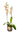 orquídea en planta